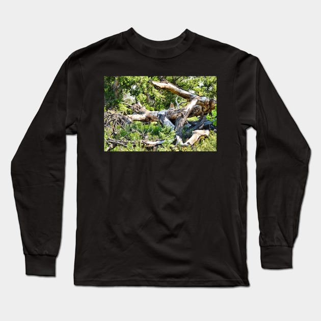 Deadwood on Cherry Creek Trail 1 Long Sleeve T-Shirt by bobmeyers